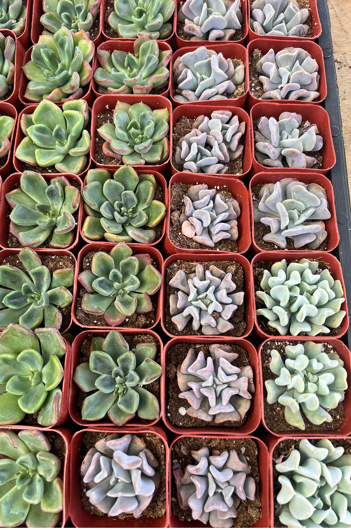 20-Pack of COLORFUL 2" Succulents