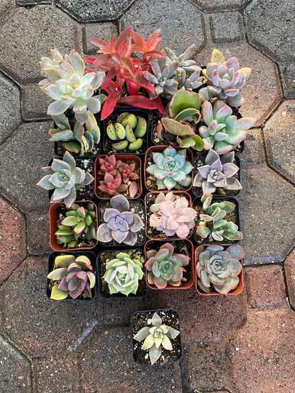 Pink Pack - 20 gorgeous 2” succulents + one FREE