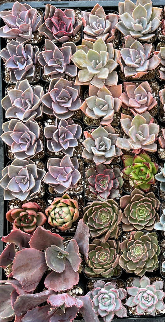 20-Pack of COLORFUL 2" Succulents