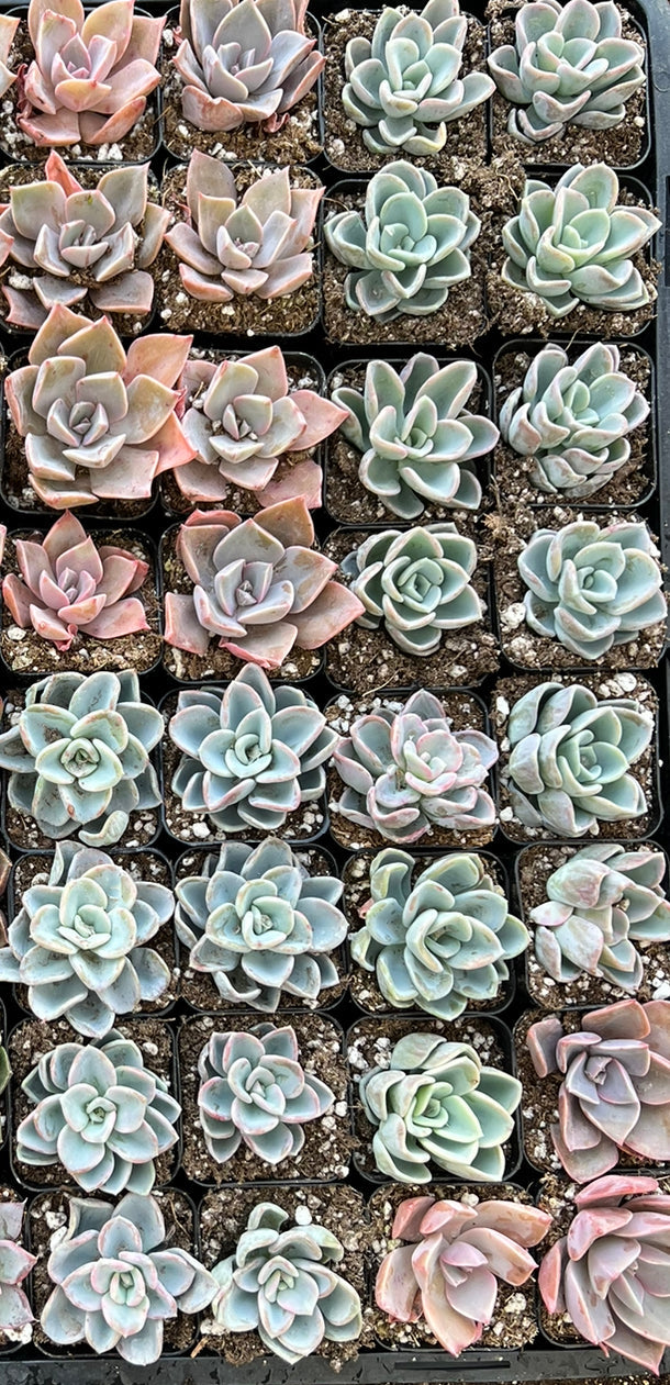 20-Pack of COLORFUL 2" Succulents