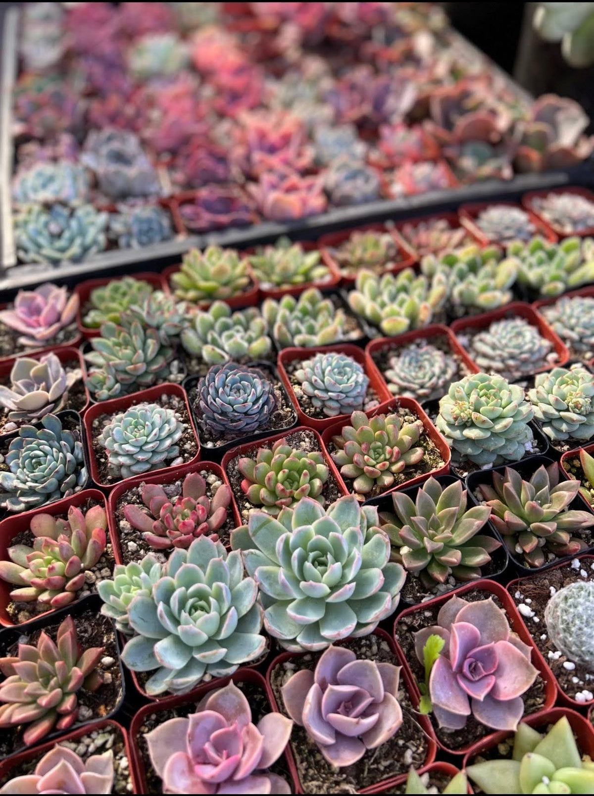 20-Pack of COLORFUL 2" Succulents