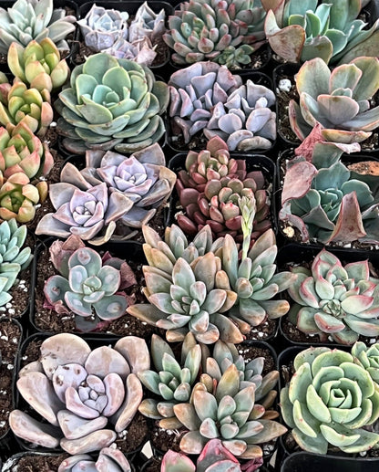 20-Pack of COLORFUL 2" Succulents
