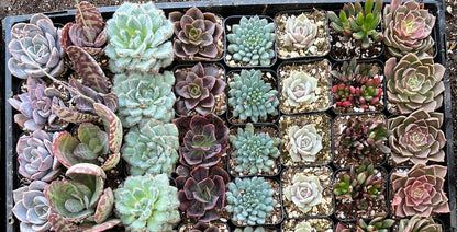 20-Pack of COLORFUL 2" Succulents