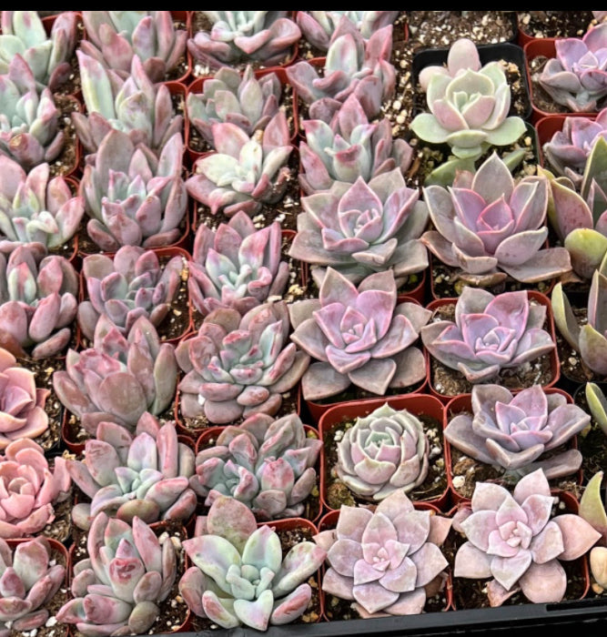 20-Pack of COLORFUL 2" Succulents